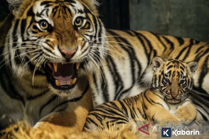 Netflix Berencana Masuk Pasar Rusia dan Mulai Daftarkan Merek