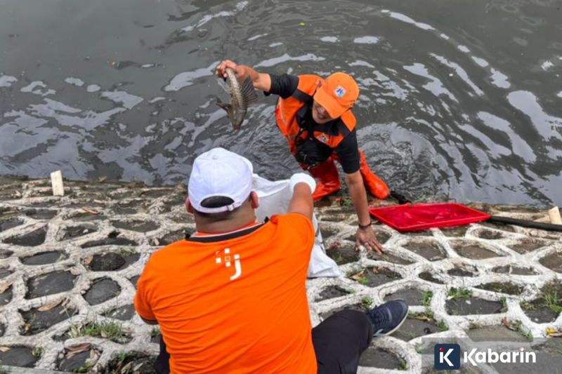 Pemkot Jakpus Sasar Ikan Sapu-Sapu hingga Telurnya dalam Aksi Bersih Sungai