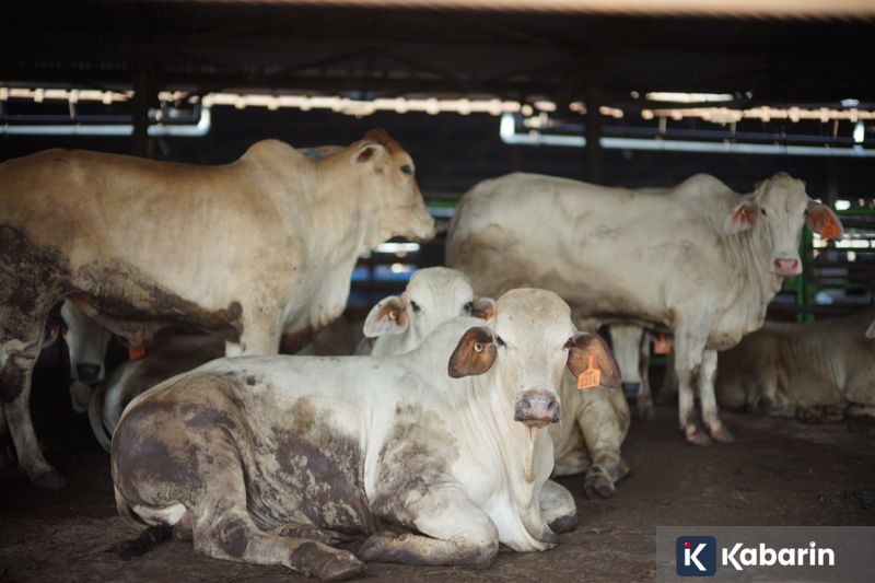 Hari Ini Harga Emas Antam Turun Rp15.000 Jadi Rp2,769 Juta/gr