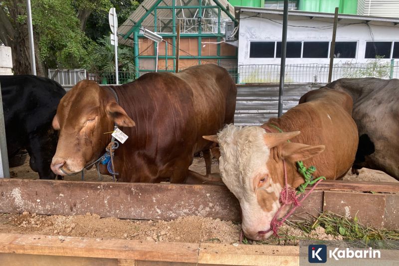 Harga Pangan Hari Ini: Cabai Rawit Rp77.300/Kg, Telur Ayam Rp31.800/Kg