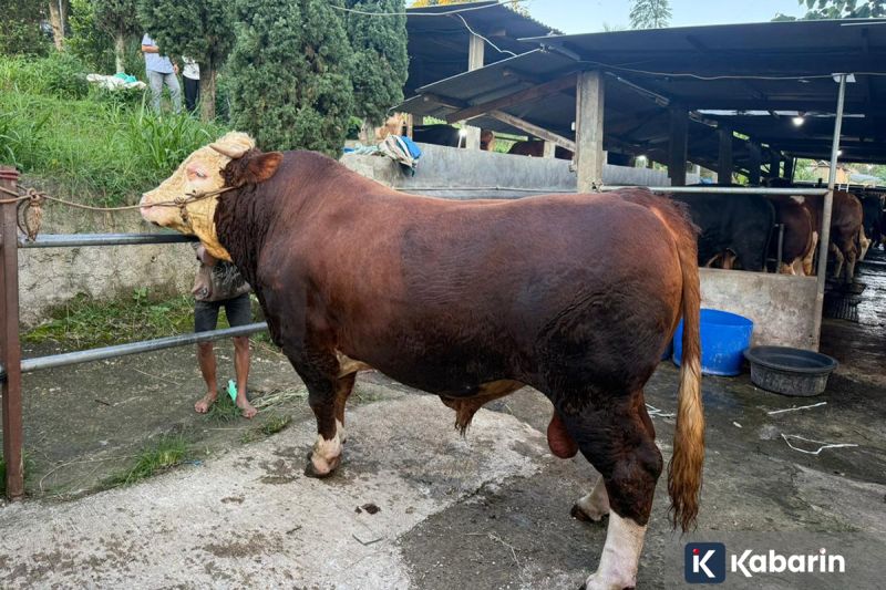 Jawato Waspadai Transisi Bertahan ke Menyerang RANS Simba Bogor
