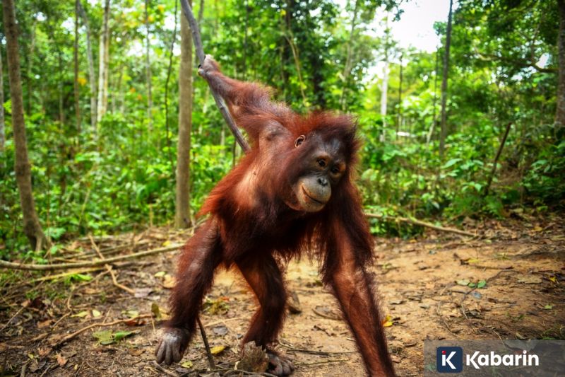 Tiga Orangutan Kalimantan Terpantau Aktif usai Pelepasliaran